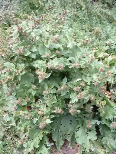 Lesser Burdock - Arctium minus, click for a larger image