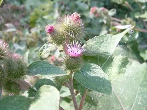 Lesser Burdock - Arctium minus, click for a larger image