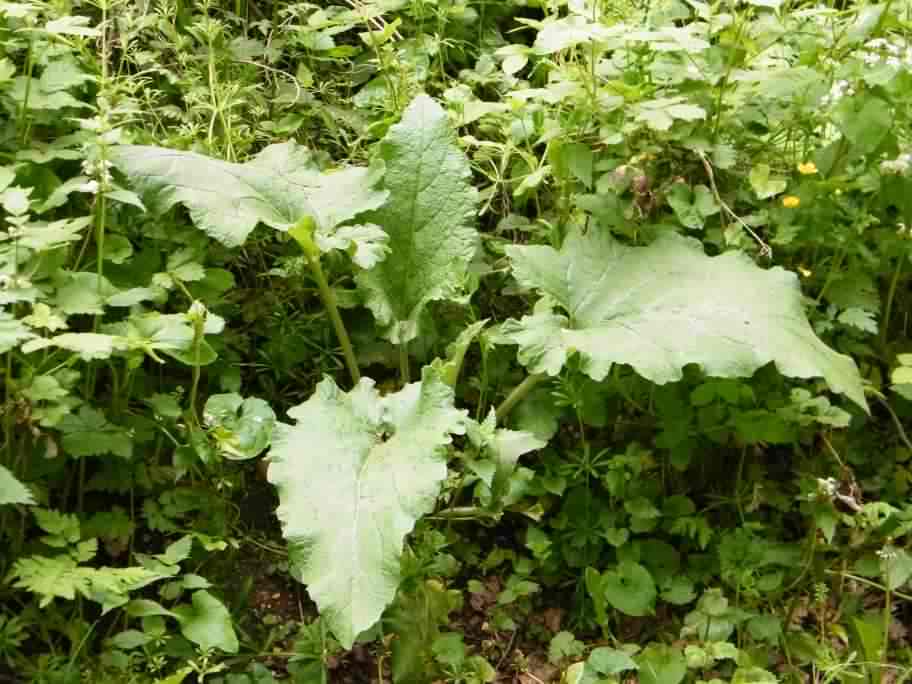 Lesser Burdock - Arctium minus, click for a larger image