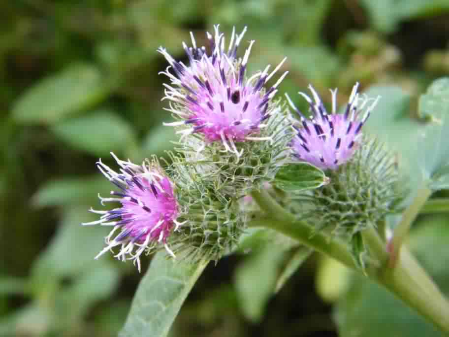 Lesser Burdock - Arctium minus, click for a larger image