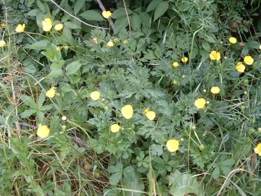 Bulbous Buttercup - Ranunculus bulbosus, species information page, photo licensed for reuse 2011