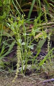 Celery-leaved Buttercup - Ranunculus sceleratus, click for a larger image, photo licensed for reuse CCASA2.0