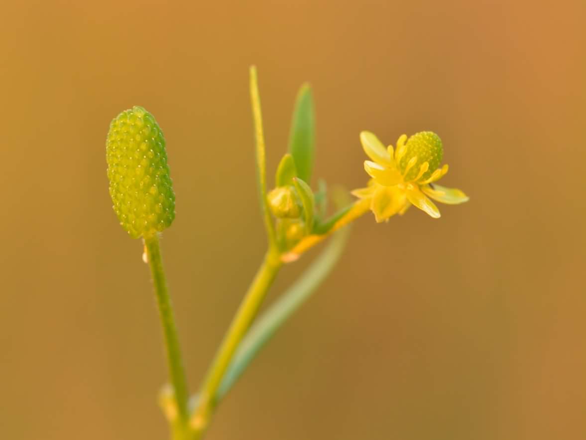 Celery-leaved Buttercup - Ranunculus sceleratus, species information page, photo licensed for reuse CCASA3.0