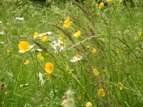 Meadow Buttercup - Ranunculus acris, species information page, photo licensed for reuse 2018