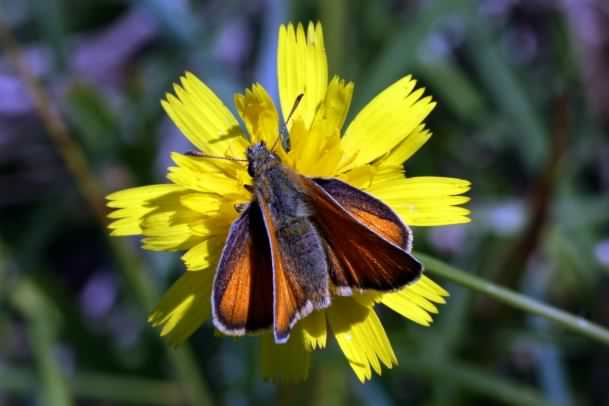 Essex Skipper - Thymelicus lineola, click for a larger image, photo licensed for reuse CCASA3.0