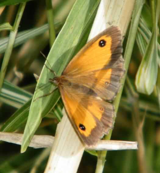 Gatekeeper - Pyronia tithonus, click for a larger image