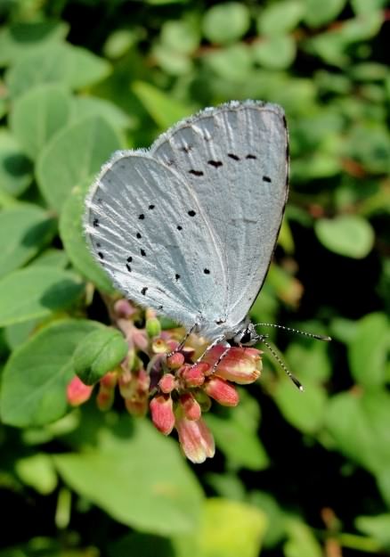 Holly Blue - Celastrina argiolus, click for a larger image