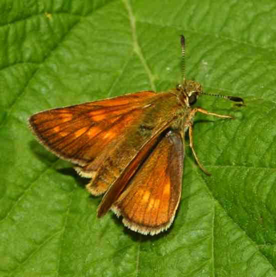 Large Skipper - Ochlodes sylvanus, click for a larger image, licensed for reuse CCASA4.0