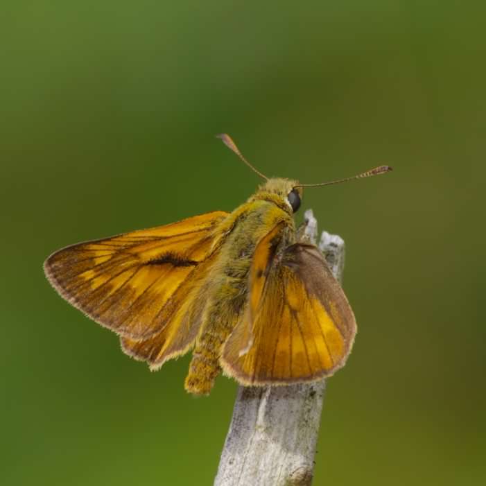 Large Skipper - Ochlodes sylvanus, click for a larger image, photo licensed for reuse CCASA4.0