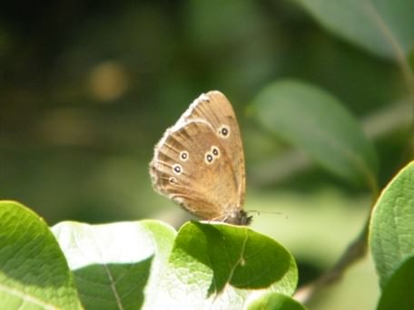 Ringlet - Aphantopus hyperantus, click for a larger image