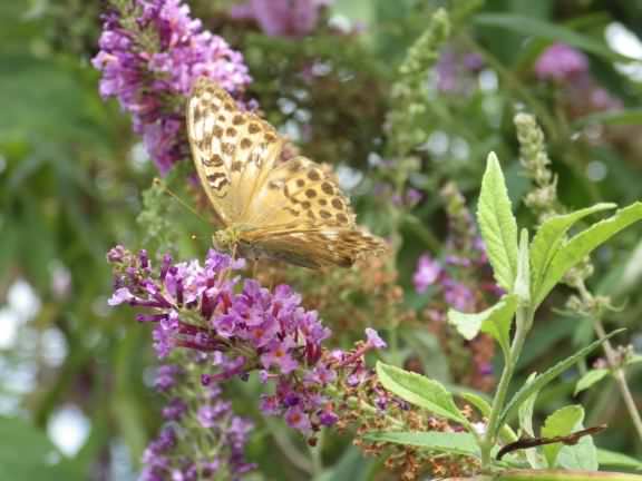 Silver-washed Fritillary - Argynnis paphia, click for a larger image