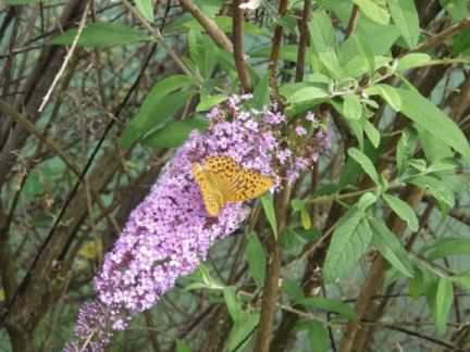 Silver-washed Fritillary - Argynnis paphia, click for a larger image