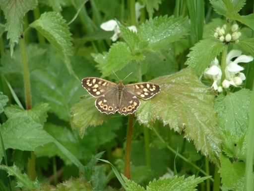 Speckled Wood - Pararge aegeria, click for a larger image