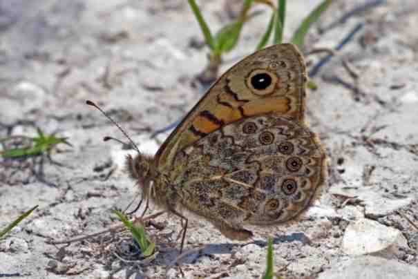 Wall brown - Lasiommata megera, click for a larger image, photo licensed for reuse CCASA4.0