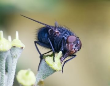 Bluebottle - Caliphora vomitoria, click for a larger image