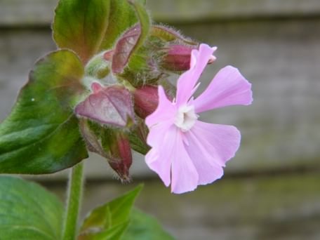 Red Campion - Silene dioica, click for a larger image