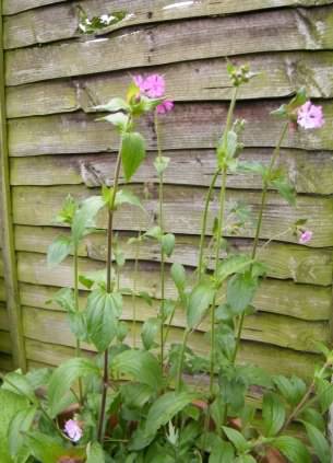 Red Campion - Silene dioica, click for a larger image