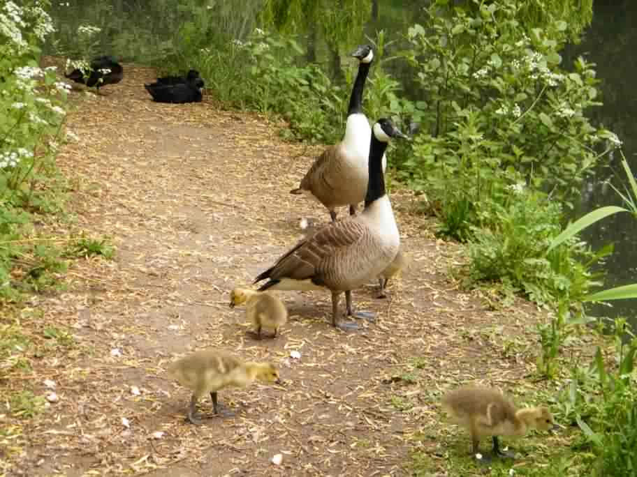 Canada Goose - Branta canadensis, click for a larger image