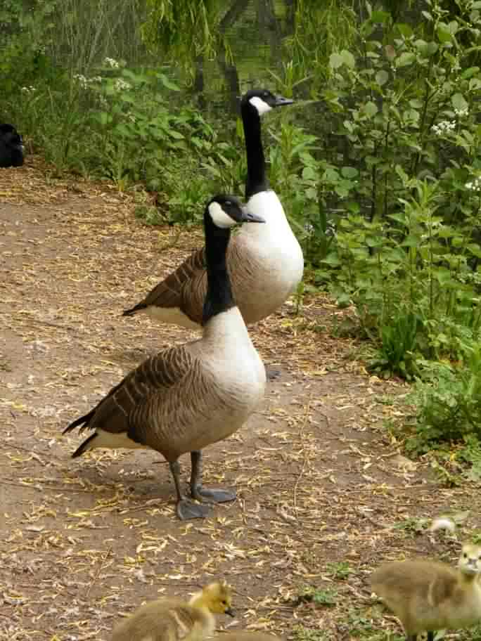 Canada Goose - Branta canadensis, species information page