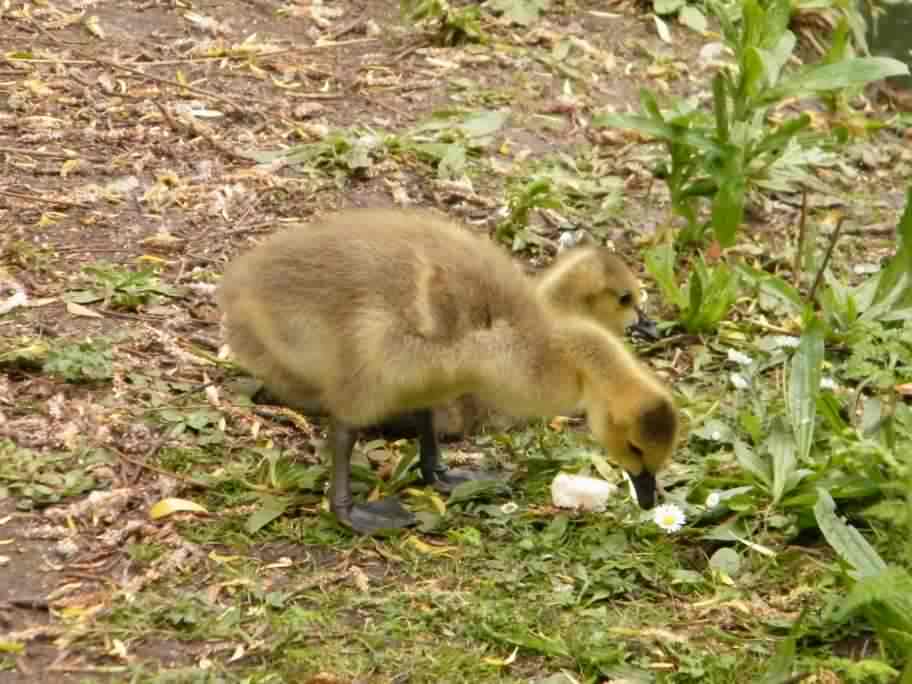 Canada Goose - Branta canadensis, click for a larger image