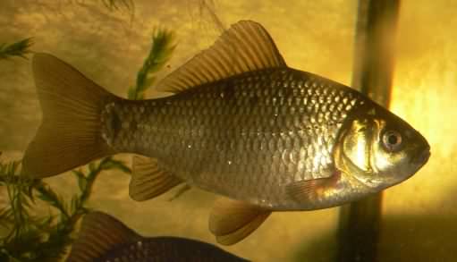 Crusian Carp - Carassius carassius, species information page, photo licensed for reuse CCASA3.0