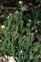 Wavy Bittercress - Cardamine flexuosa, click for a larger image, photo licensed for reuse CCASA3.0