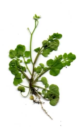 Hairy Bittercress - Cardamine hirsuta, click for a larger image, photo ©2014 Velela