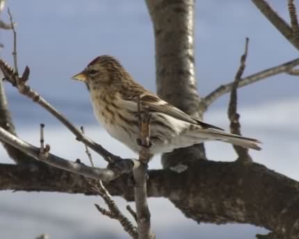 Redpoll - Carduelis flammea, click for a larger image, image is in the public domain