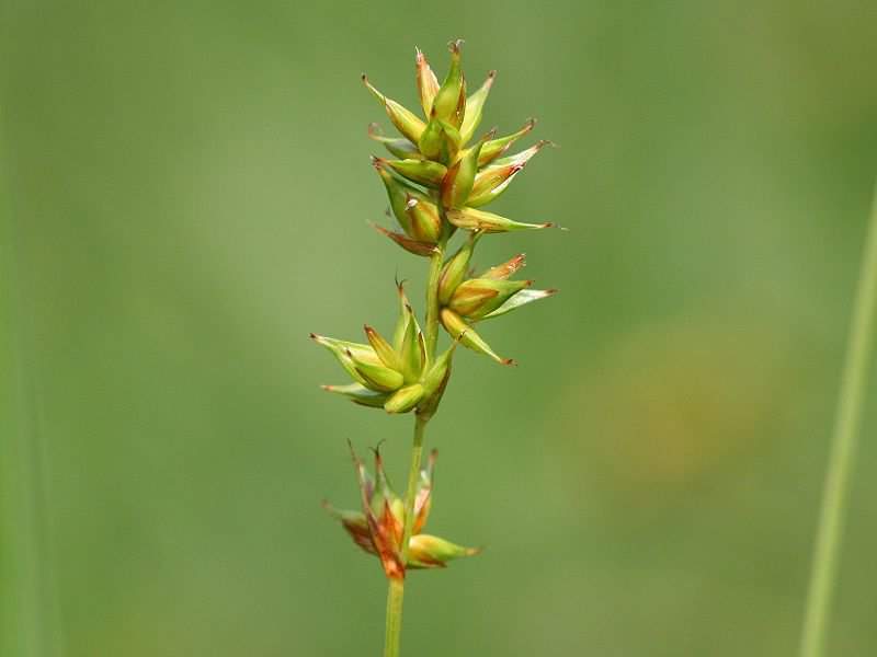 Spiked Sedge - Carex spicata, click for a larger image, photo licensed for reuse CCASA3.0