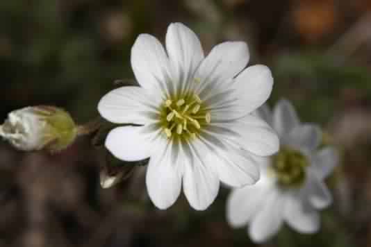 Field Chickweed - Cerastium arvense, click for a larger image, photo licensed for reuse CCASA3.0