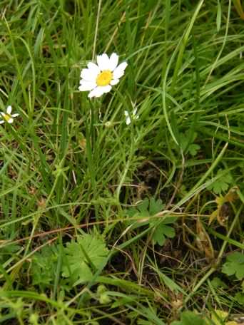 Corn Chamomile - Anthemis arvensis, click for a larger image