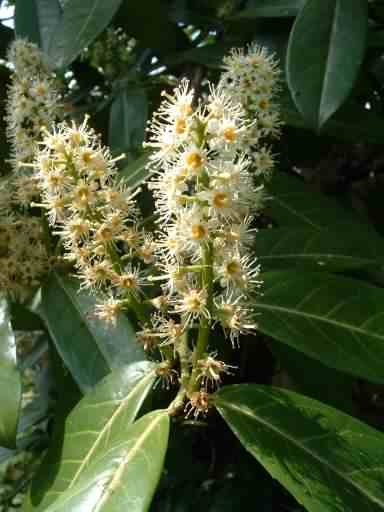 Cherry Laurel - Prunus laurocerasus, click for a larger image