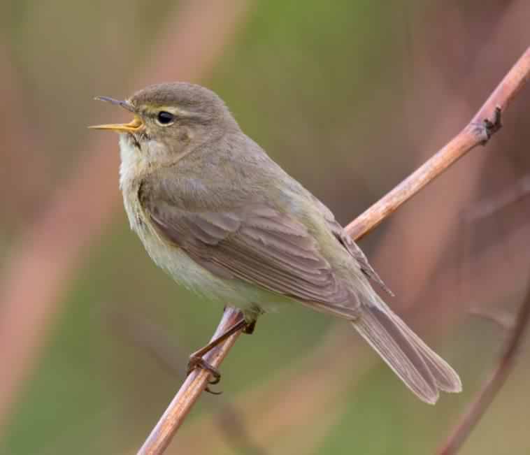 Chiffchaff - Phylloscopus collybita, click for a larger image, photo licensed for reuse CCASA4.0
