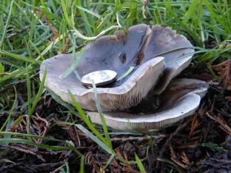 Clouded Agaric - Clitocybe nebularis, click for a larger image