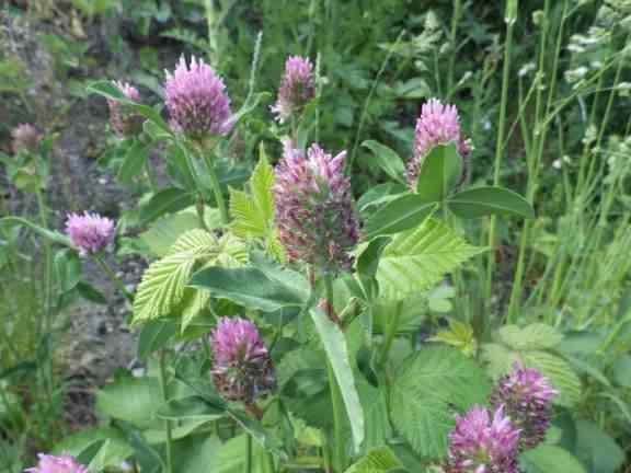 Red Clover - Trifolium trifolium pratense flower and leaf, click for a larger image