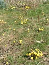 Colt's foot - Tussilago farfara, click for a larger image