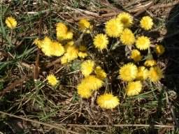 Colt's foot - Tussilago farfara, click for a larger image