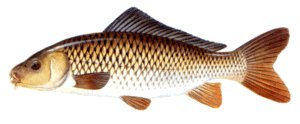 Common Carp - Cyprinus carpio, species information page