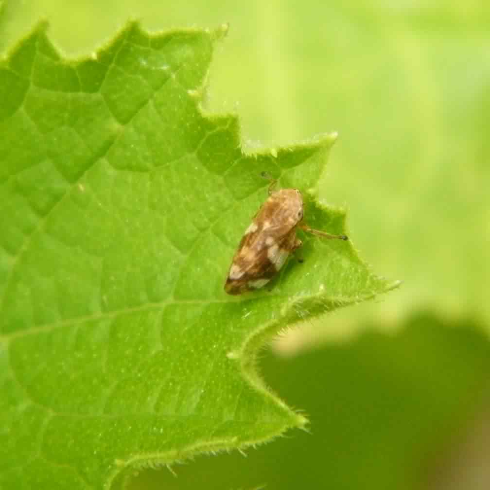 Common Froghopper - Philaenus spumarius, species information page