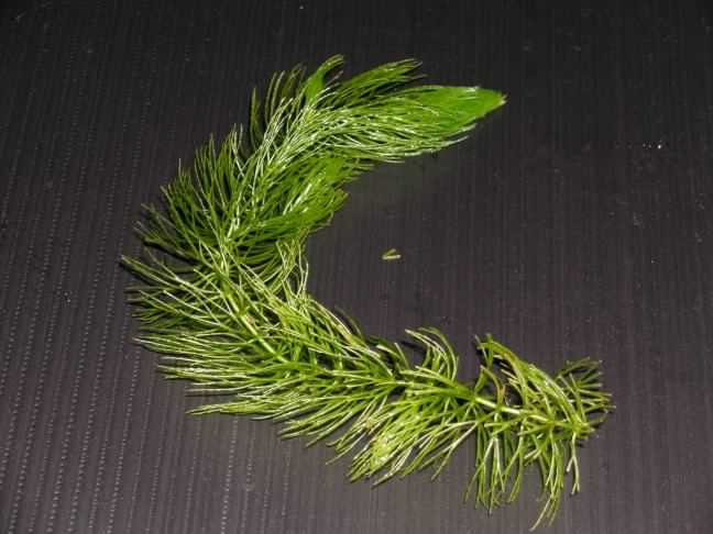 Common Hornwort - Ceratophyllum demersum, species information page, photo licensed for reuse CCASA3.0