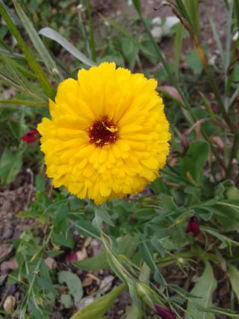 Common Marigold var. "Chrysantha" - Calendula officinalis, click for a larger image