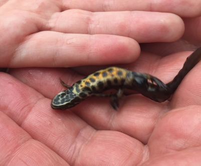 Common newt - Lissotriton vulgaris, click for a larger image, ©2021 Dan Higham