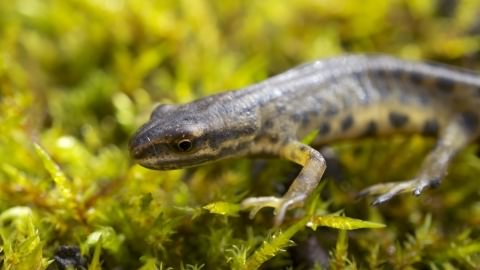 Common newt - Lissotriton vulgaris, click for a larger image, photo licensed for reuse CCBY2.0