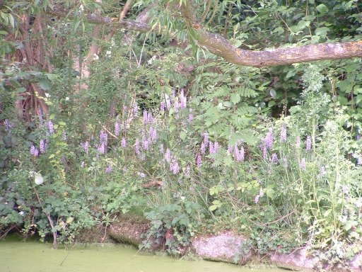 Common Spotted Orchid - Dactylorhiza fuchsii, click for a larger image