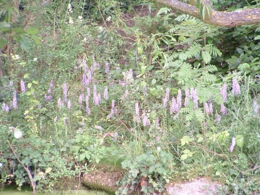 Common Spotted Orchid - Dactylorhiza fuchsii, click for a larger image