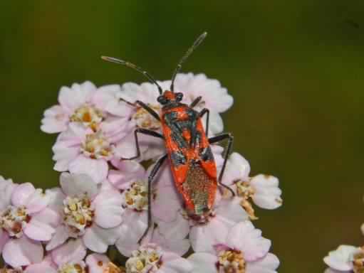 Cinnamon Bug - Corizus hyoscyami, click for a larger image, photo licensed for reuse CCASA3.0