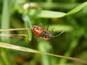 Cinnamon Bug - Corizus hyoscyami, click for a larger image