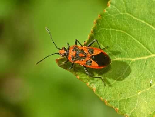 Cinnamon Bug - Corizus hyoscyami, click for a larger image, photo licensed for reuse CCASA3.0