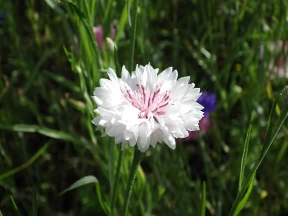 Cornflower - Centaurea cyanus, click for a larger image