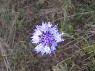 Cornflower - Centaurea cyanus, click for a larger image